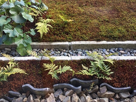 beautiful japanese garden with moss