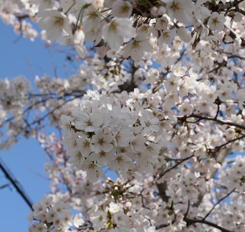 sakura cherry bloosom of Japan