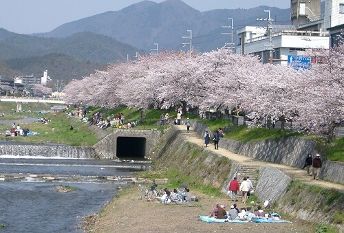 sakura cherry blossoms in kyoto