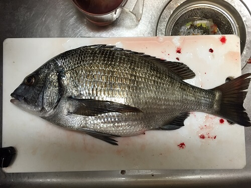 fish caught for sashimi