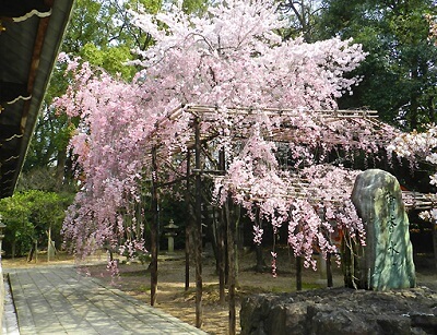 seasonal landscape of Japan in Spring