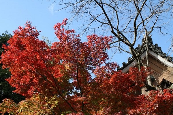 a beautiful scenery of Autumn in Kyoto