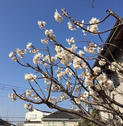 cherry blossoms already open in my area