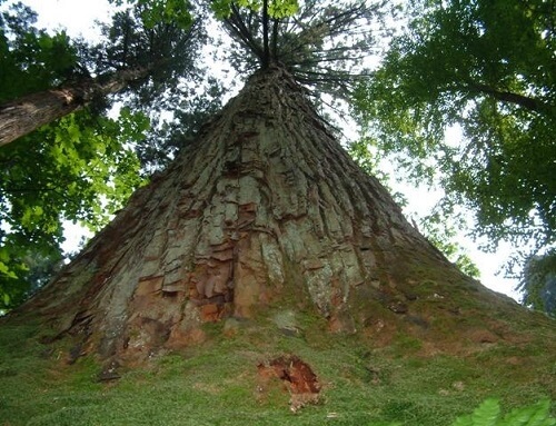 Akita Cedar barrel, Japanese traditional crafts, natural Akita cedar tree