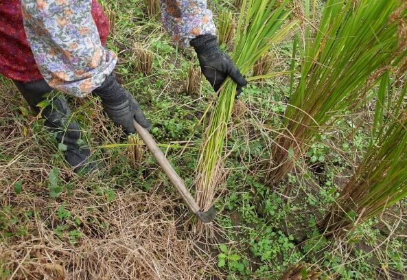 Shinshu cutlery, a Japanese traditional craft for rice farming, actually being used by a farmer