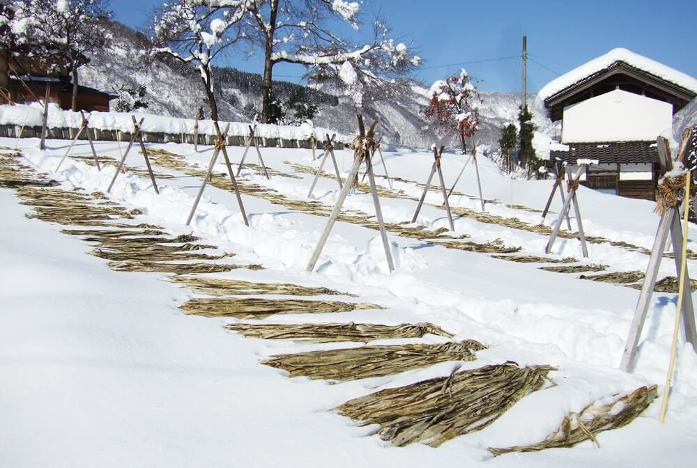 Etchu washi Japanese paper, a Japanese crafts, making process of exposing raw materials to UV