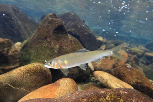 Banshu fishing flies, a Japanese traditional craft, Ayu sweetfish in Japanese river