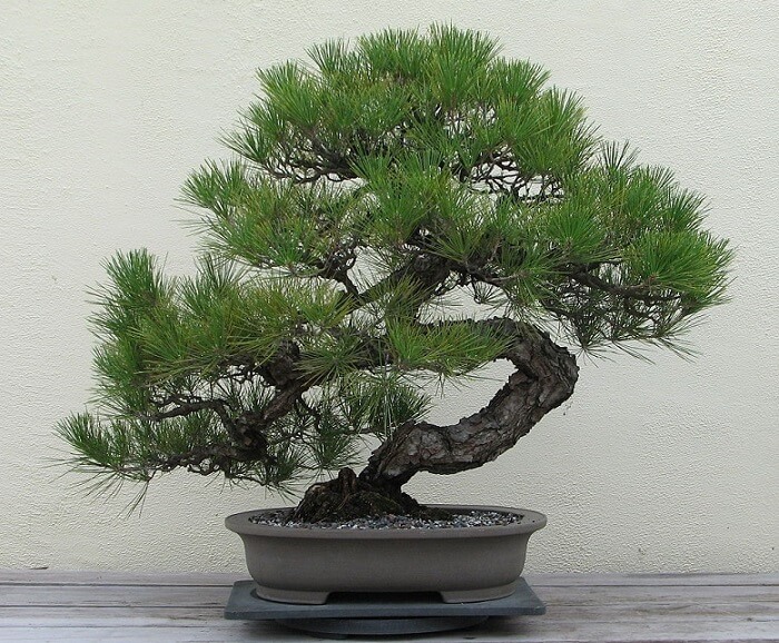 Japanese arts and crafts: Bonsai