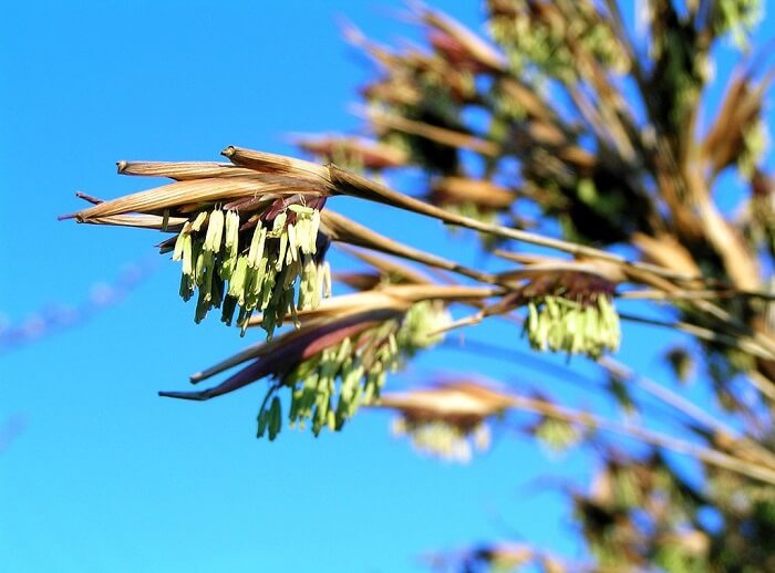 Japanese bamboo flower