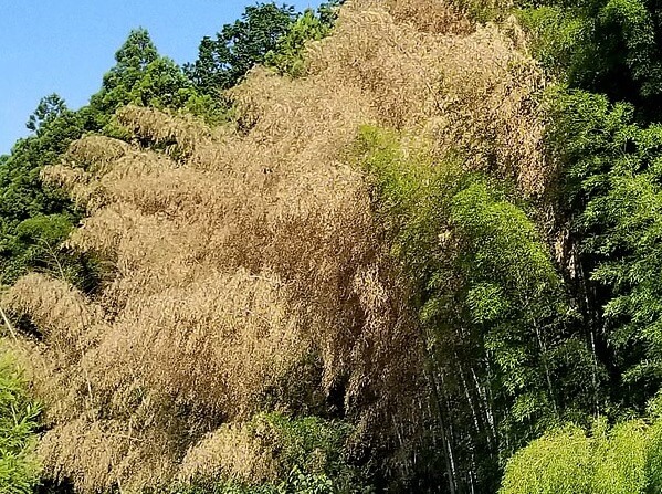 Japanese bamboo forest