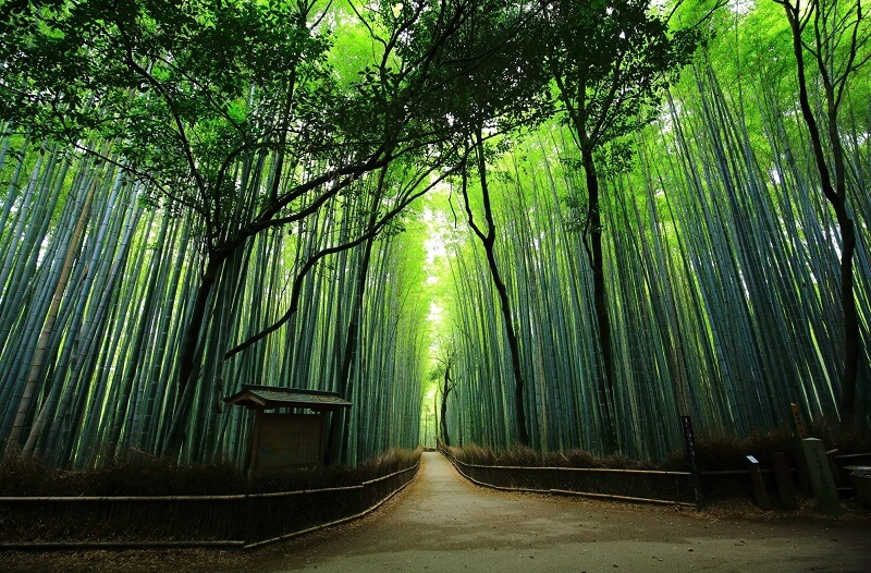 Japanese bamboo forest and passway