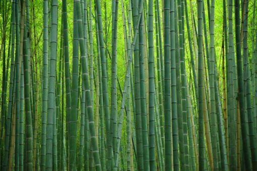 Japanese Bamboo: Nature’s Gift for Japanese Arts, Crafts, and Industry ...