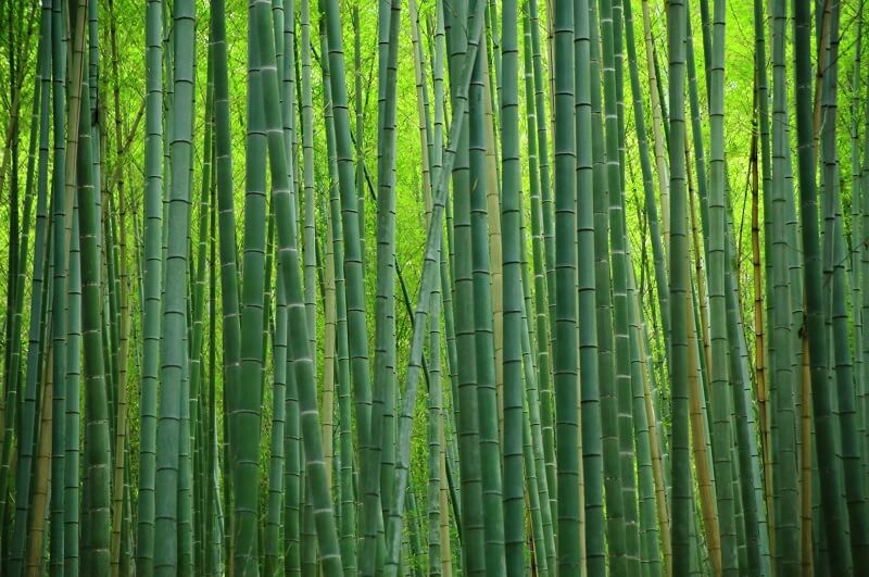 Japanese bamboo forest