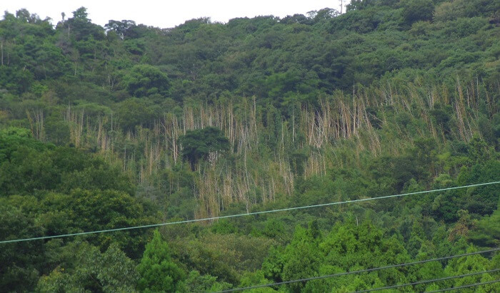 Japanese forest as a bamboo resource