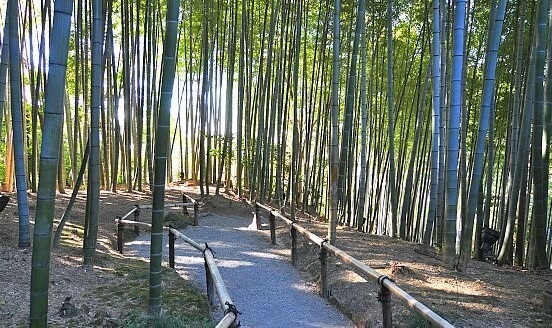 bamboo forest and small pass way with bamboo guides