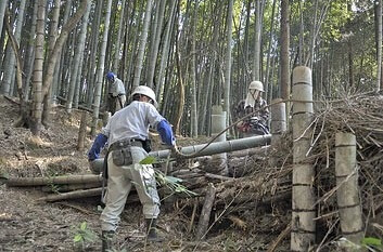 cutting bamboo borest