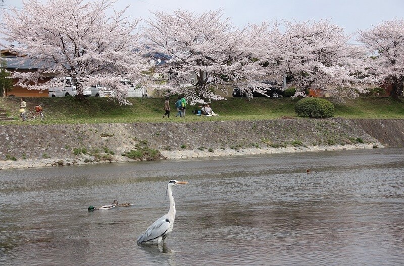 Kamo river in Kyoto