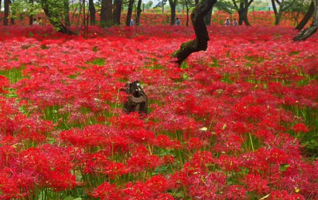 Surprising Reason Why The Bloody Red Flowers Covering All Ground in ...