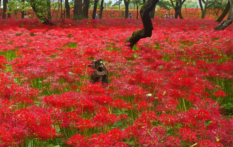 Higan-bana flower, cluster-amaryllis, in a forest