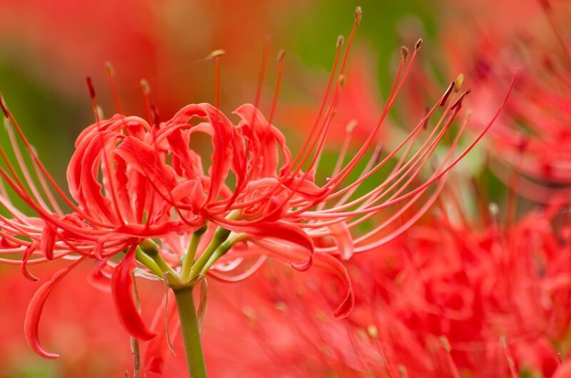 Surprising Reason Why The Bloody Red Flowers Covering All Ground in ...