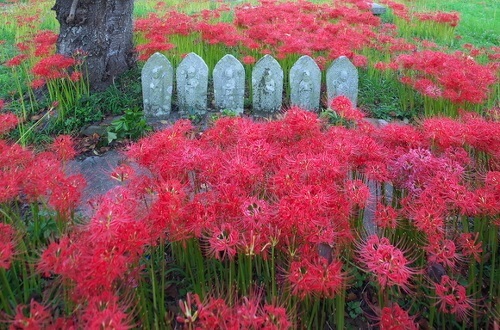 Higan-bana flower, cluster-amaryllis, in a graveyard