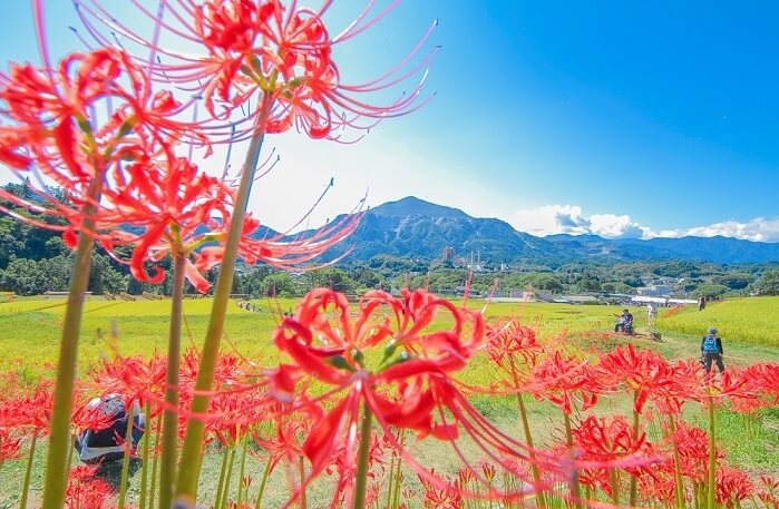 Higan-bana flower, cluster-amaryllis, along rice field