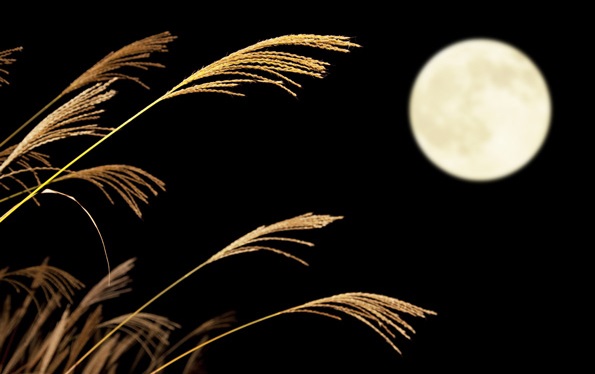 Japanese moon viewing, Japanese pampas grass and the moon